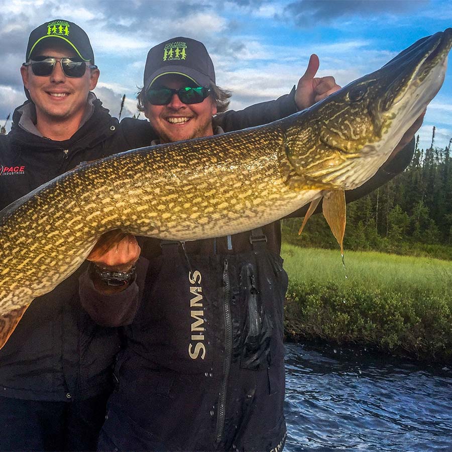 Wollaston Lake Lodge Northern Saskatchewan About the Fish